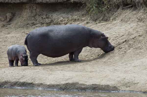 64 - Kenia - Hipopotamos - reserva nacional de Masai Mara